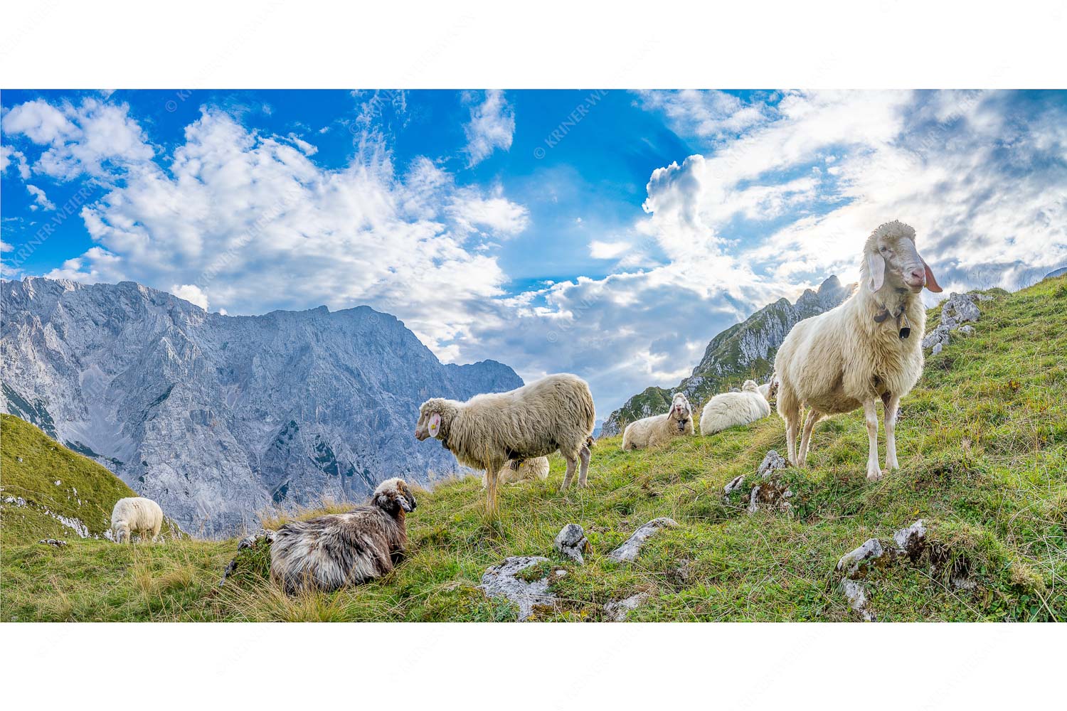 Letzte Hochweide – Seitenverhältnis 2:1 — Bergschafe am Stuiben im Wetterstein Bergschafe auf Herbstweide am Stuiben im Wettersteingebirge