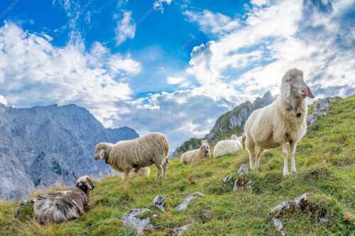 Bergschafe auf Herbstweide am Stuiben im Wettersteingebirge - Letzte Hochweide - Seitenverhältnis 3:2 - Bergschafe am Stuiben im Wetterstein - weitere Infos unter https://www.kriner-weiermann.de