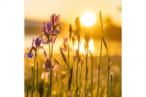 Iris bei Sonnenaufgang - Leuchtende Iris - Seitenverhältnis 1:1 - Schwertlilien - weitere Infos unter https://www.kriner-weiermann.de