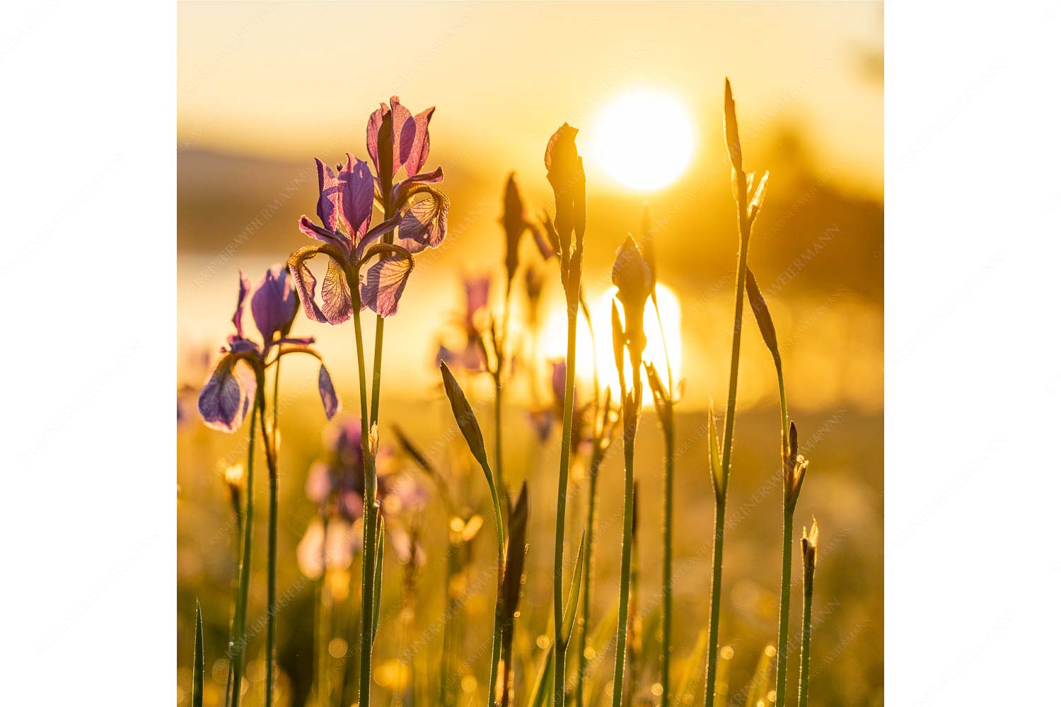 Leuchtende Iris – Seitenverhältnis 1:1 — Schwertlilien Iris bei Sonnenaufgang