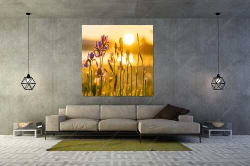 Iris bei Sonnenaufgang - Leuchtende Iris - Größe ca. 160x160cm, Seitenverhältnis 1:1 - Schwertlilien - weitere Infos unter https://www.kriner-weiermann.de