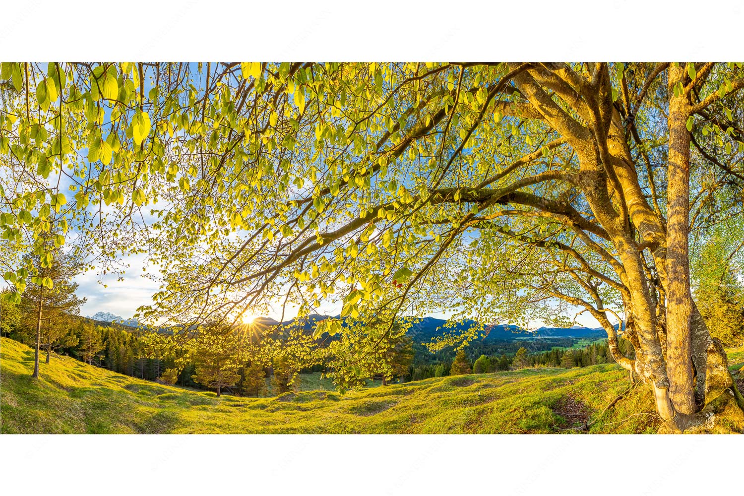 Licht in der Buche I – Seitenverhältnis 2:1 — Buche mit Sonnenuntergang Warmes Licht in den frischen Buchenblättern