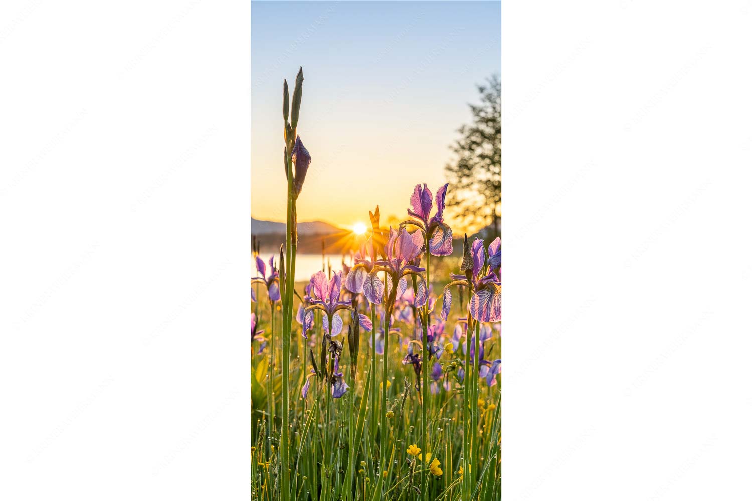 Schwertlilien im Sonnenaufgang - Lila - Seitenverhältnis 1:2 - Schwertlilien - weitere Infos unter https://www.kriner-weiermann.de