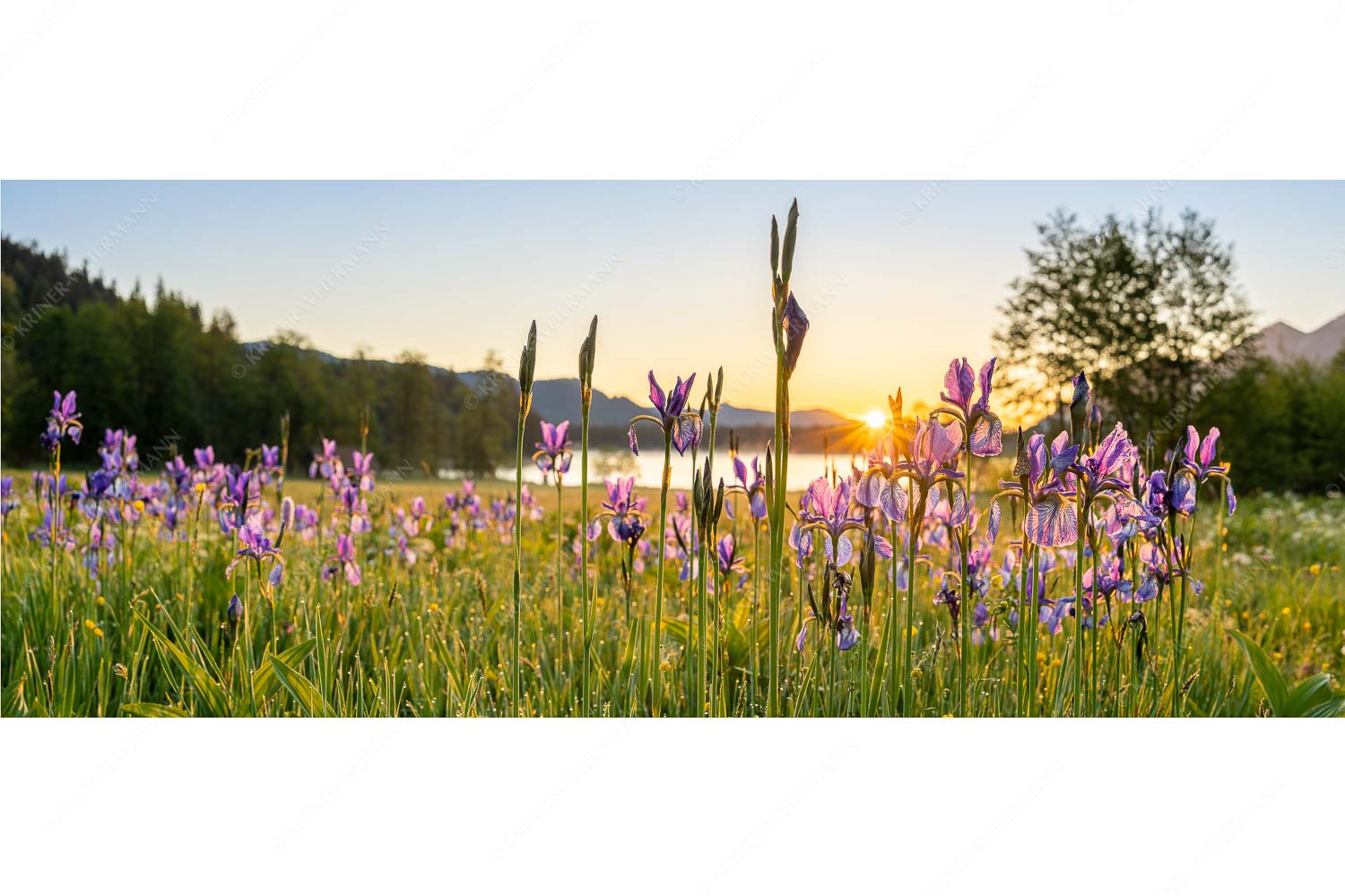 Schwertlilien im Sonnenaufgang - Lila - Seitenverhältnis 2,5:1 - Schwertlilien - weitere Infos unter https://www.kriner-weiermann.de