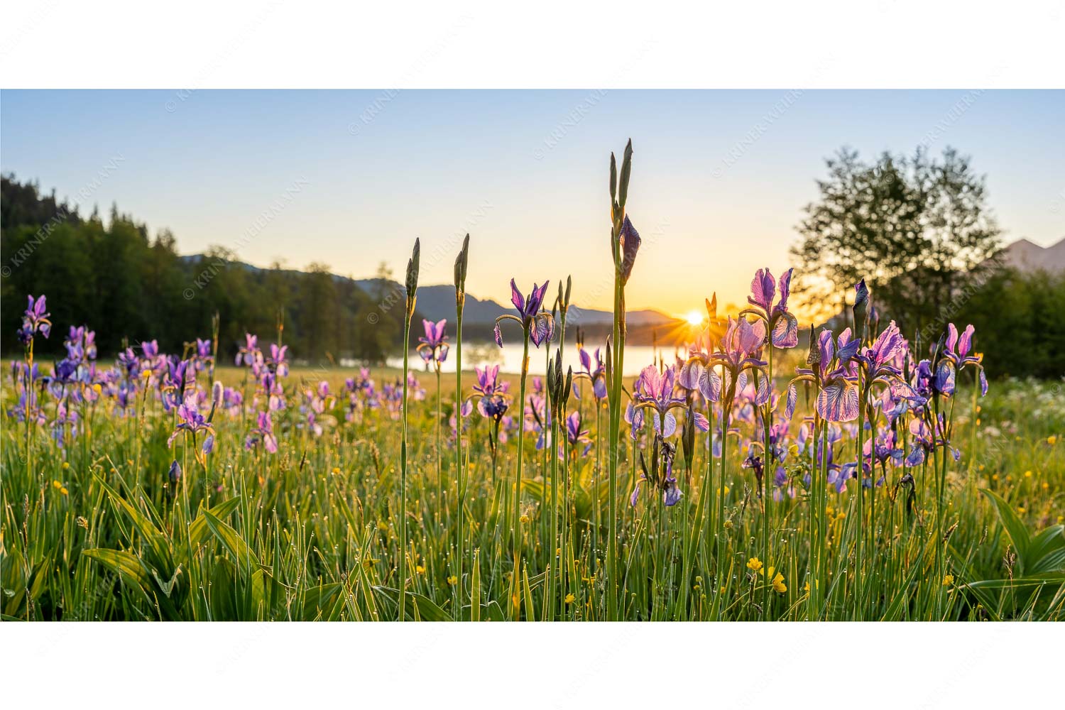 Lila – Seitenverhältnis 2:1 — Schwertlilien Schwertlilien im Sonnenaufgang