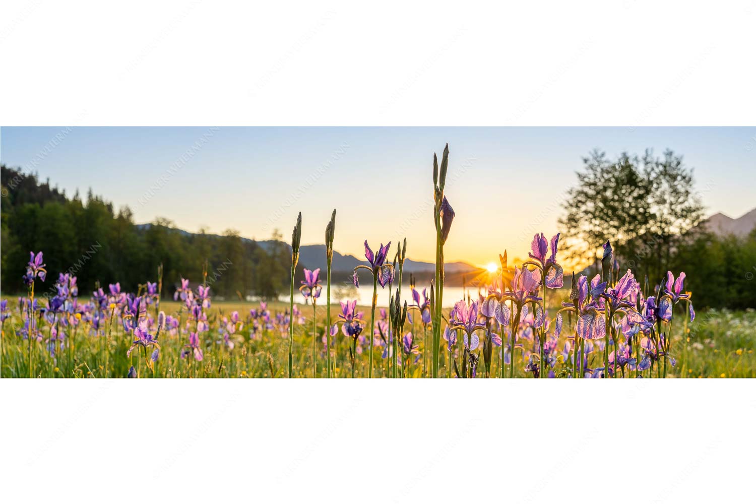 Schwertlilien im Sonnenaufgang