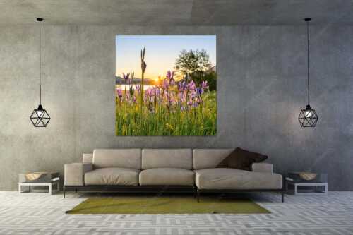 Schwertlilien im Sonnenaufgang - Lila - Größe ca. 160x160cm, Seitenverhältnis 1:1 - Schwertlilien - weitere Infos unter https://www.kriner-weiermann.de
