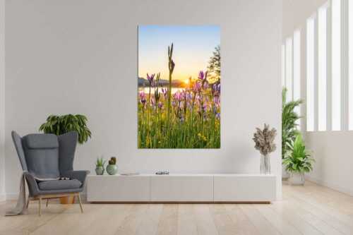 Schwertlilien im Sonnenaufgang - Lila - Größe ca. 120x180cm, Seitenverhältnis 2:3 - Schwertlilien - weitere Infos unter https://www.kriner-weiermann.de