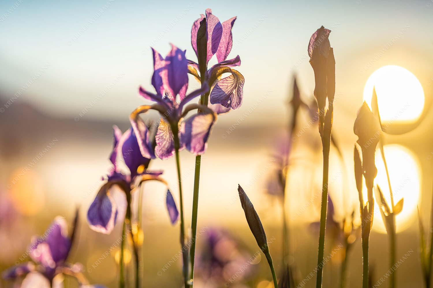 Schwertlilien bei Sonnenaufgang - Lilie - Seitenverhältnis 3:2 - Schwertlilien - weitere Infos unter https://www.kriner-weiermann.de