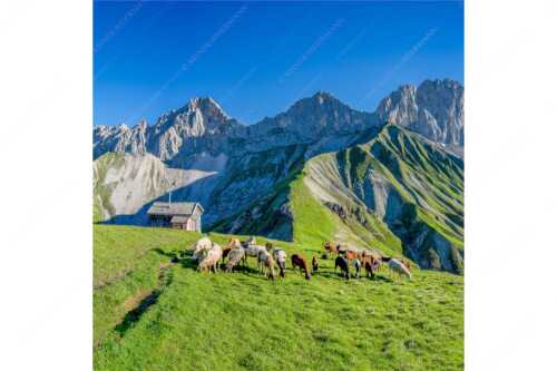 Bergschafe am Scharnitzjoch mit Oberreintalschrofen, Scharnitzspitze und Schüsselkar im Wettersteingebirge - Malerische Sommerweide II - Seitenverhältnis 1:1 - Schafe mit Schüsselkar und Scharnitzspitze - weitere Infos unter https://www.kriner-weiermann.de