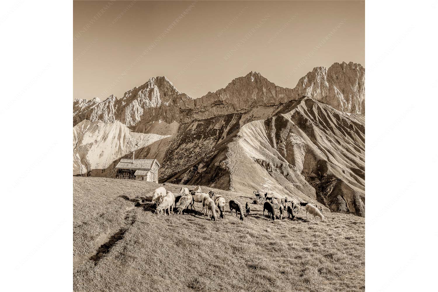 Malerische Sommerweide II – Seitenverhältnis 1:1 — Schafe mit Schüsselkar und Scharnitzspitze Bergschafe am Scharnitzjoch mit Oberreintalschrofen, Scharnitzspitze und Schüsselkar im Wettersteingebirge
