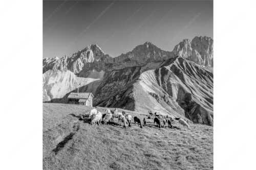 Bergschafe am Scharnitzjoch mit Oberreintalschrofen, Scharnitzspitze und Schüsselkar im Wettersteingebirge - Malerische Sommerweide II - Seitenverhältnis 1:1 - Schafe mit Schüsselkar und Scharnitzspitze - weitere Infos unter https://www.kriner-weiermann.de