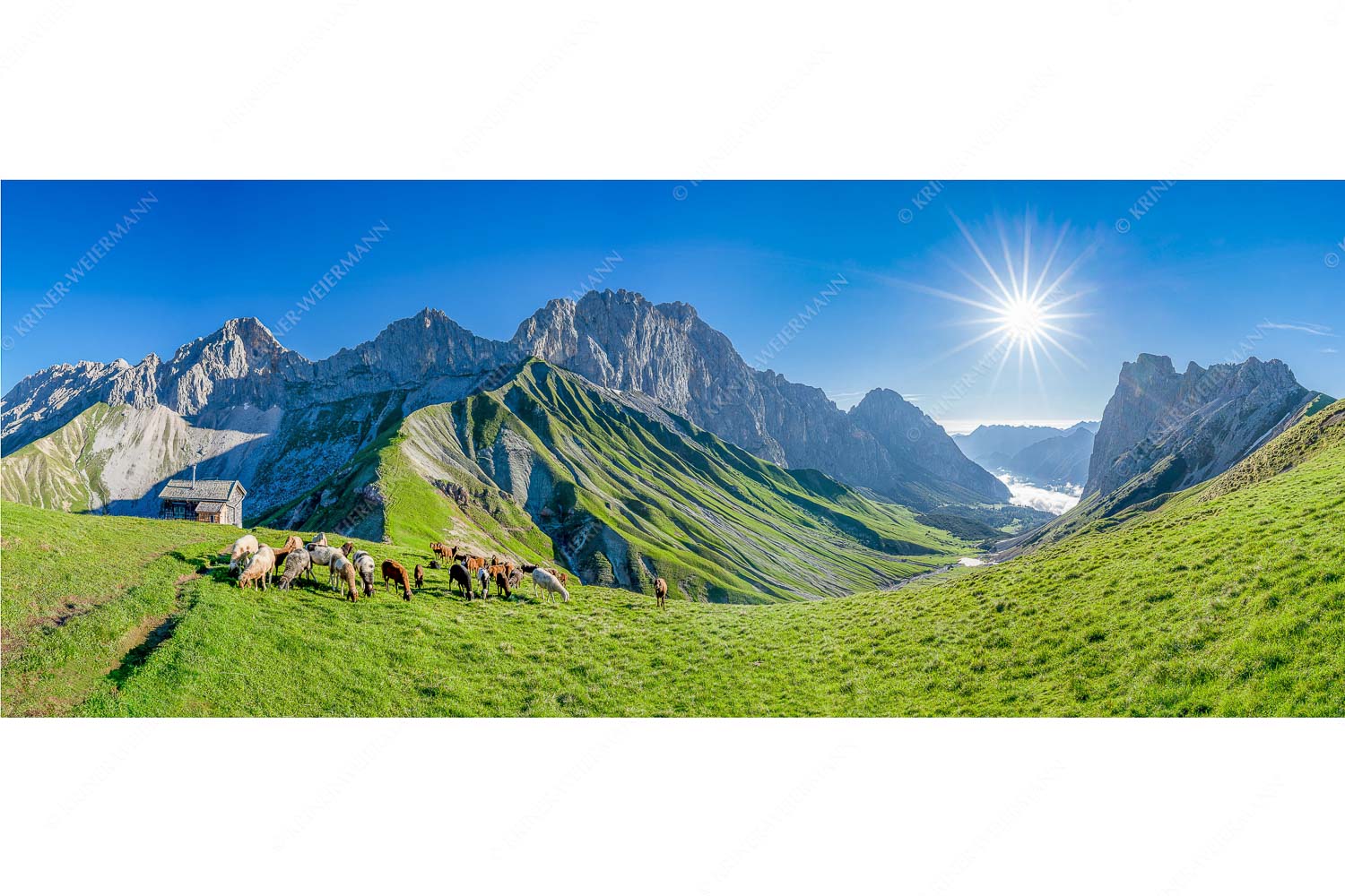 Malerische Sommerweide II – Seitenverhältnis 2,5:1 — Schafe mit Schüsselkar und Scharnitzspitze Bergschafe am Scharnitzjoch mit Oberreintalschrofen, Scharnitzspitze und Schüsselkar im Wettersteingebirge