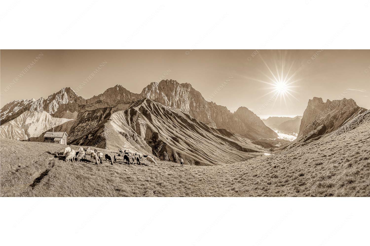 Malerische Sommerweide II – Seitenverhältnis 2,5:1 — Schafe mit Schüsselkar und Scharnitzspitze Bergschafe am Scharnitzjoch mit Oberreintalschrofen, Scharnitzspitze und Schüsselkar im Wettersteingebirge