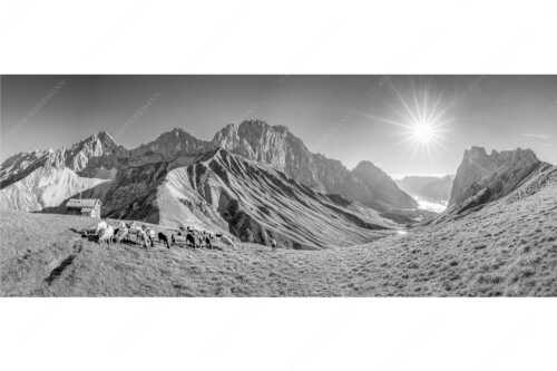 Bergschafe am Scharnitzjoch mit Oberreintalschrofen, Scharnitzspitze und Schüsselkar im Wettersteingebirge - Malerische Sommerweide II - Seitenverhältnis 2,5:1 - Schafe mit Schüsselkar und Scharnitzspitze - weitere Infos unter https://www.kriner-weiermann.de