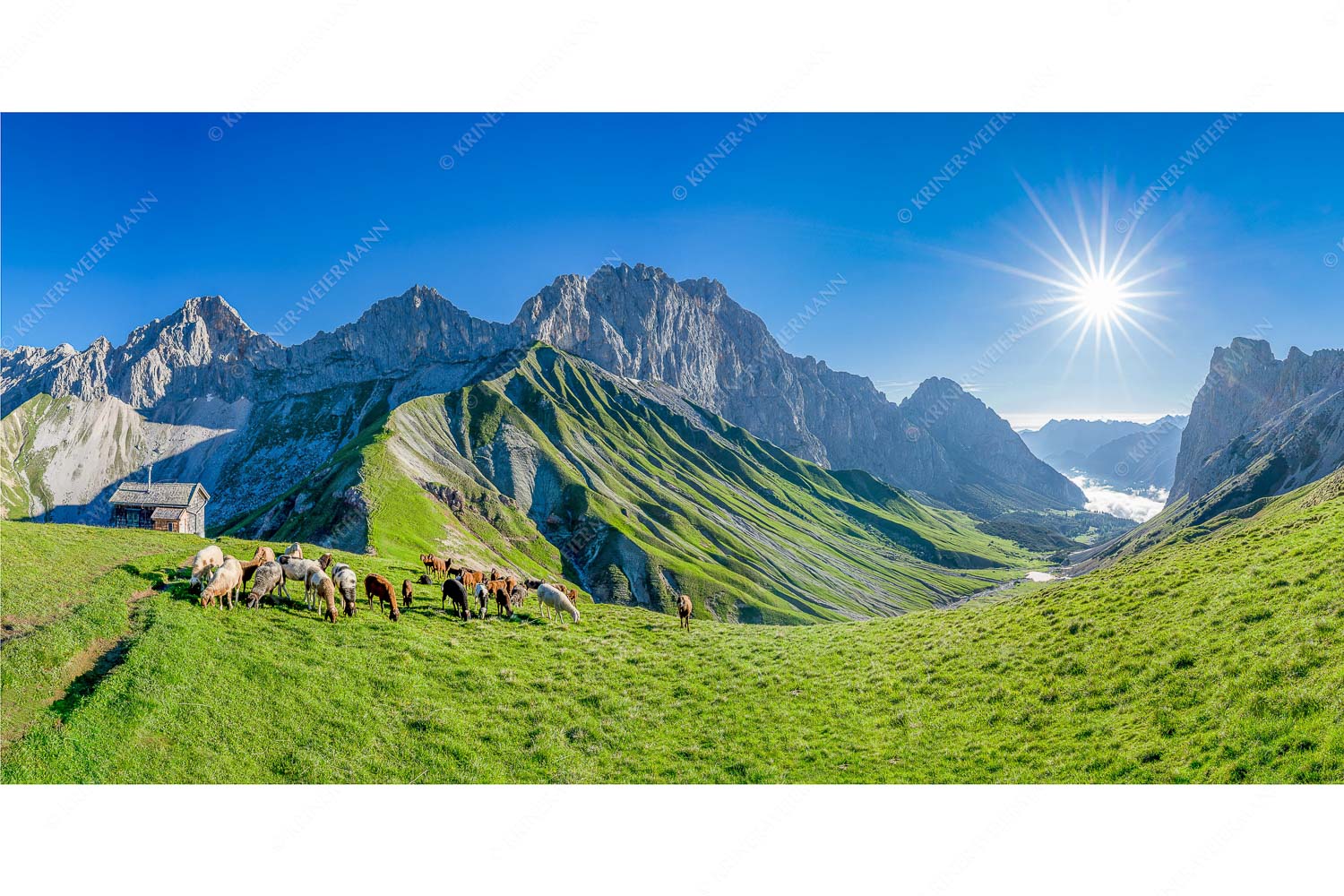 Malerische Sommerweide II – Seitenverhältnis 2:1 — Schafe mit Schüsselkar und Scharnitzspitze Bergschafe am Scharnitzjoch mit Oberreintalschrofen, Scharnitzspitze und Schüsselkar im Wettersteingebirge