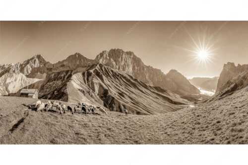 Bergschafe am Scharnitzjoch mit Oberreintalschrofen, Scharnitzspitze und Schüsselkar im Wettersteingebirge - Malerische Sommerweide II - Seitenverhältnis 2:1 - Schafe mit Schüsselkar und Scharnitzspitze - weitere Infos unter https://www.kriner-weiermann.de