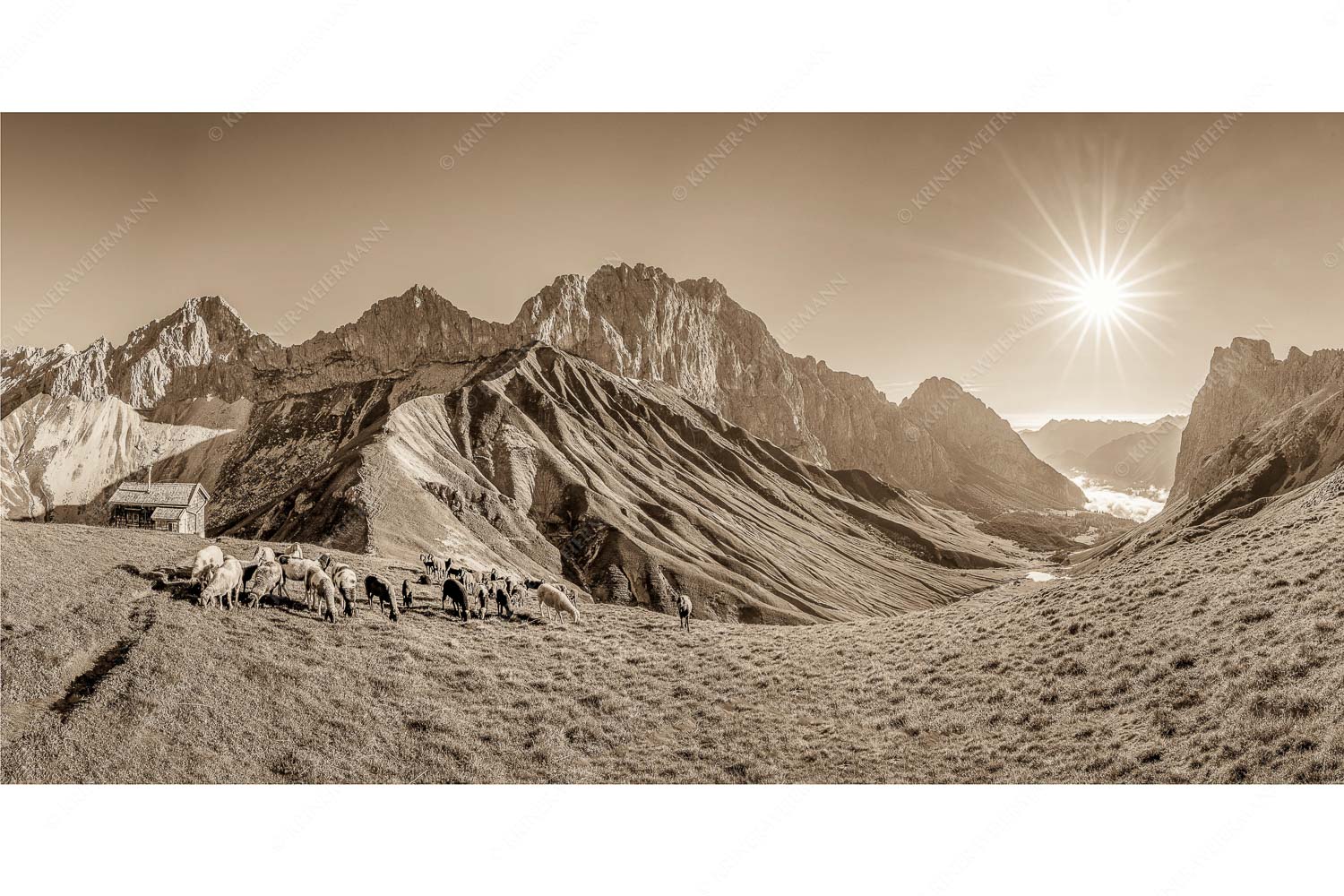 Malerische Sommerweide II – Seitenverhältnis 2:1 — Schafe mit Schüsselkar und Scharnitzspitze Bergschafe am Scharnitzjoch mit Oberreintalschrofen, Scharnitzspitze und Schüsselkar im Wettersteingebirge