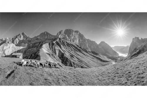 Bergschafe am Scharnitzjoch mit Oberreintalschrofen, Scharnitzspitze und Schüsselkar im Wettersteingebirge - Malerische Sommerweide II - Seitenverhältnis 2:1 - Schafe mit Schüsselkar und Scharnitzspitze - weitere Infos unter https://www.kriner-weiermann.de