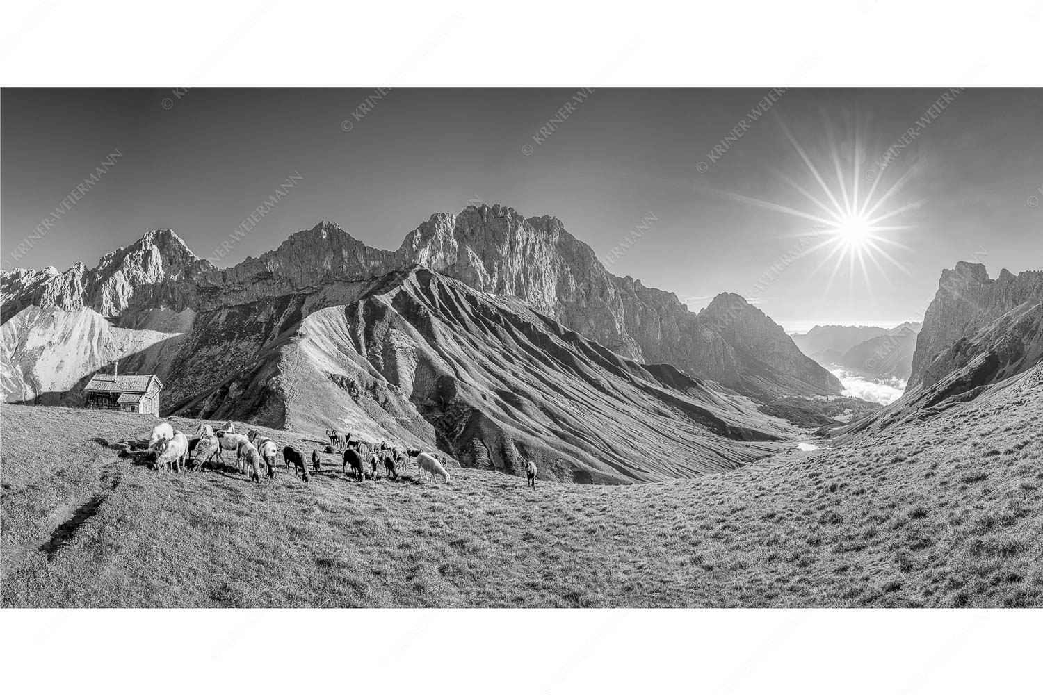 Bergschafe am Scharnitzjoch mit Oberreintalschrofen, Scharnitzspitze und Schüsselkar im Wettersteingebirge