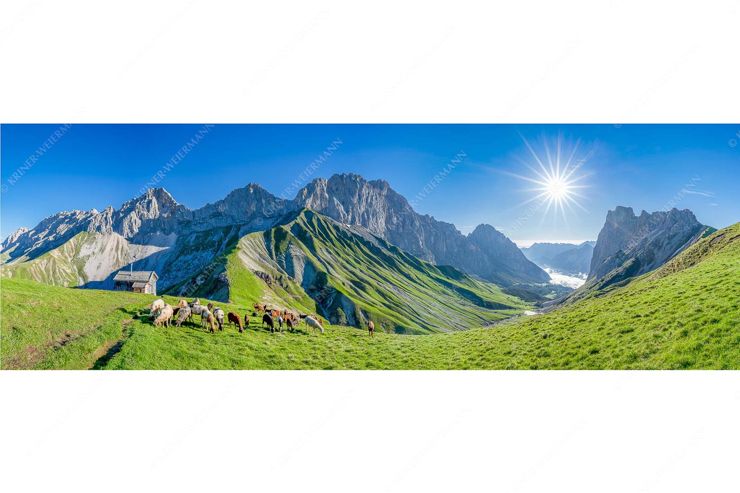 Malerische Sommerweide II – Seitenverhältnis 3:1 — Schafe mit Schüsselkar und Scharnitzspitze Bergschafe am Scharnitzjoch mit Oberreintalschrofen, Scharnitzspitze und Schüsselkar im Wettersteingebirge