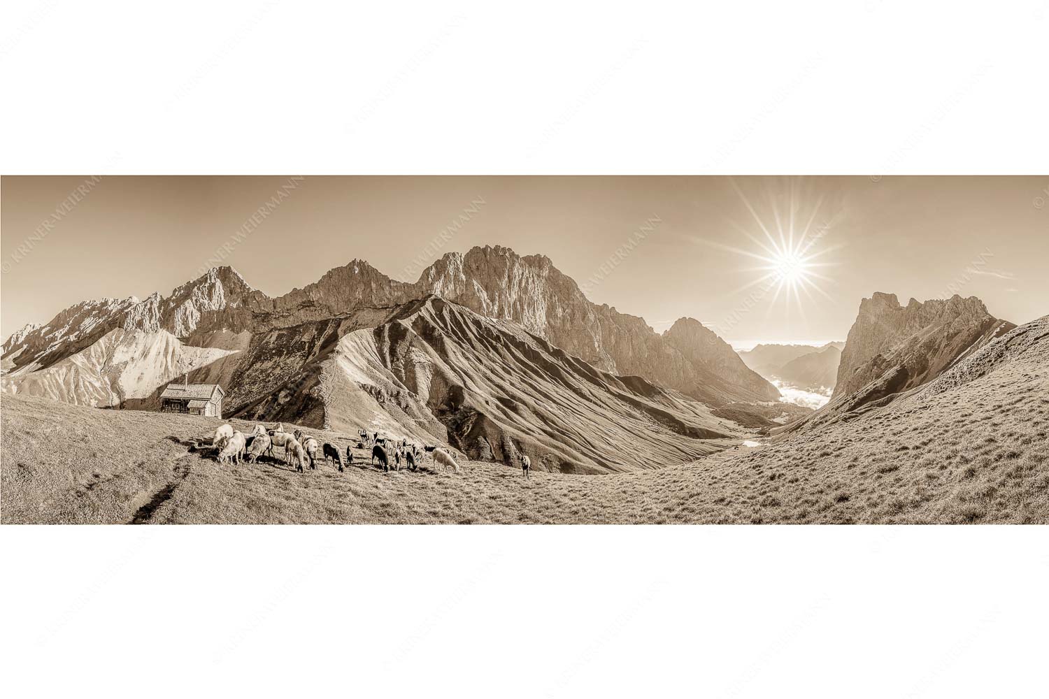 Bergschafe am Scharnitzjoch mit Oberreintalschrofen, Scharnitzspitze und Schüsselkar im Wettersteingebirge