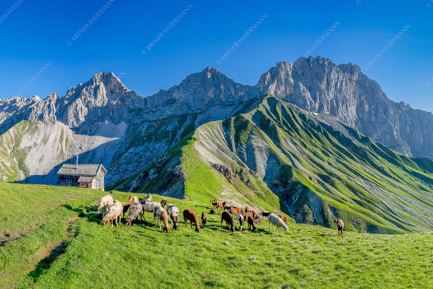 Bergschafe am Scharnitzjoch mit Oberreintalschrofen, Scharnitzspitze und Schüsselkar im Wettersteingebirge - Malerische Sommerweide II - Seitenverhältnis 3:2 - Schafe mit Schüsselkar und Scharnitzspitze - weitere Infos unter https://www.kriner-weiermann.de
