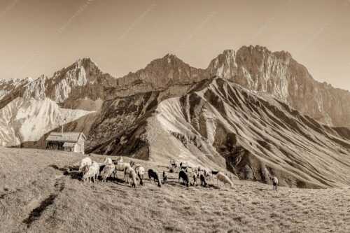 Bergschafe am Scharnitzjoch mit Oberreintalschrofen, Scharnitzspitze und Schüsselkar im Wettersteingebirge - Malerische Sommerweide II - Seitenverhältnis 3:2 - Schafe mit Schüsselkar und Scharnitzspitze - weitere Infos unter https://www.kriner-weiermann.de