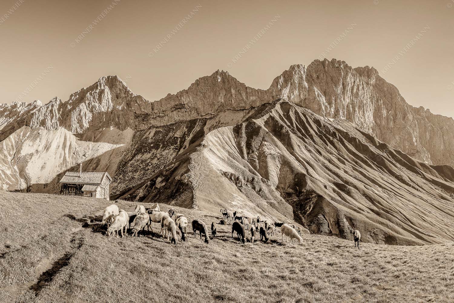 Malerische Sommerweide II – Seitenverhältnis 3:2 — Schafe mit Schüsselkar und Scharnitzspitze Bergschafe am Scharnitzjoch mit Oberreintalschrofen, Scharnitzspitze und Schüsselkar im Wettersteingebirge