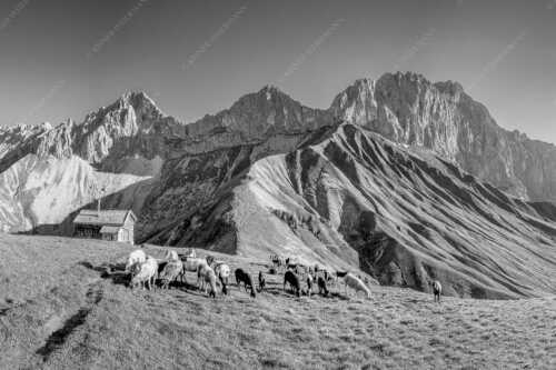 Bergschafe am Scharnitzjoch mit Oberreintalschrofen, Scharnitzspitze und Schüsselkar im Wettersteingebirge - Malerische Sommerweide II - Seitenverhältnis 3:2 - Schafe mit Schüsselkar und Scharnitzspitze - weitere Infos unter https://www.kriner-weiermann.de