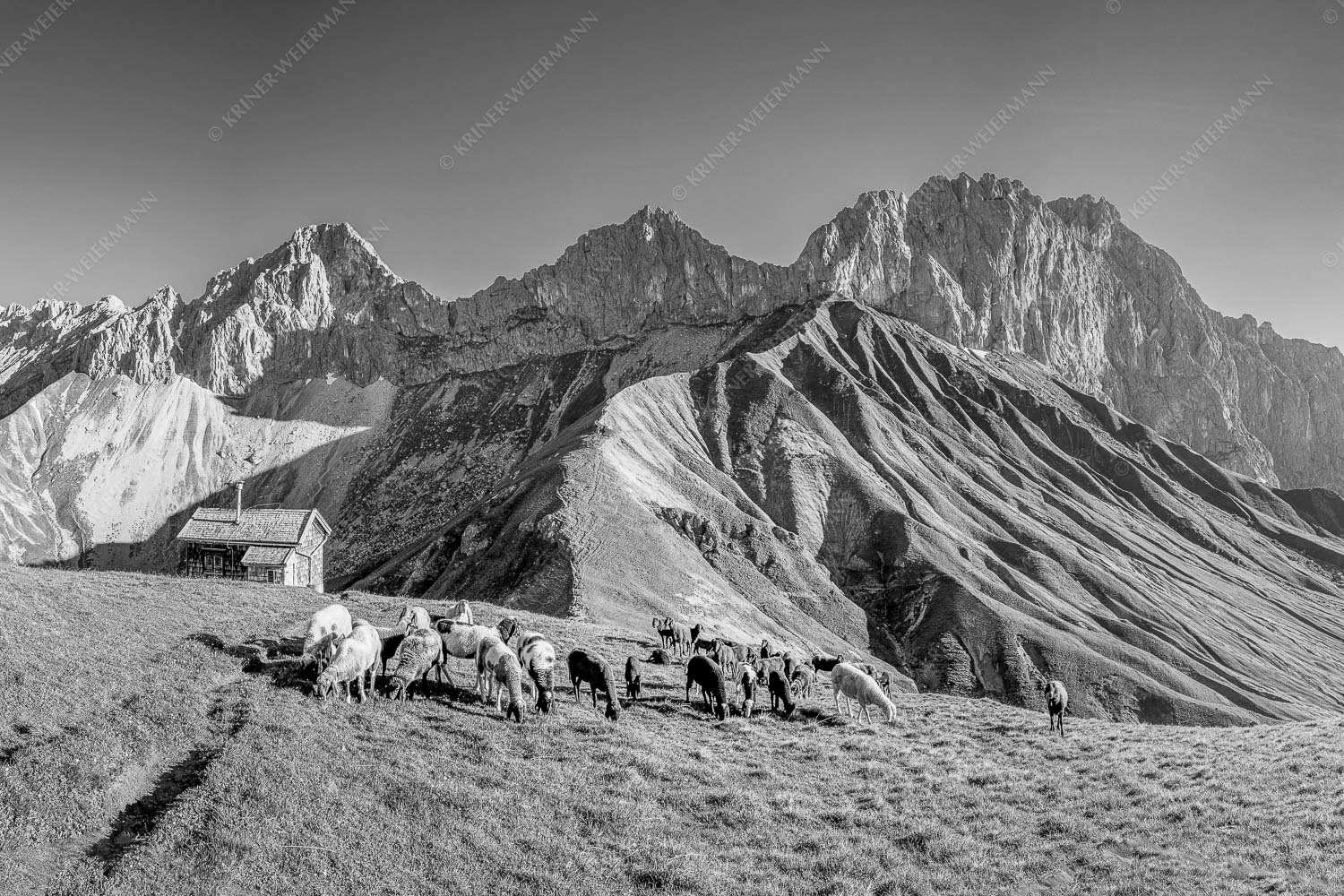 Malerische Sommerweide II – Seitenverhältnis 3:2 — Schafe mit Schüsselkar und Scharnitzspitze Bergschafe am Scharnitzjoch mit Oberreintalschrofen, Scharnitzspitze und Schüsselkar im Wettersteingebirge