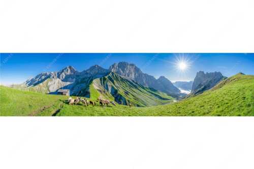 Bergschafe am Scharnitzjoch mit Oberreintalschrofen, Scharnitzspitze und Schüsselkar im Wettersteingebirge - Malerische Sommerweide II - Seitenverhältnis 4:1 - Schafe mit Schüsselkar und Scharnitzspitze - weitere Infos unter https://www.kriner-weiermann.de