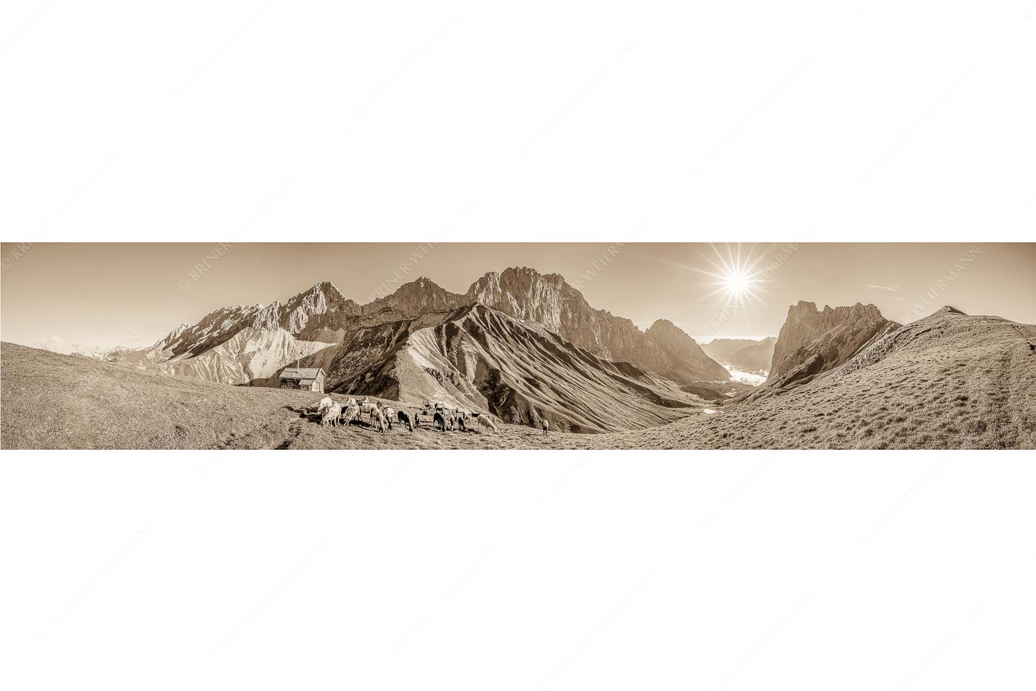 Malerische Sommerweide II – Seitenverhältnis 5:1 — Schafe mit Schüsselkar und Scharnitzspitze Bergschafe am Scharnitzjoch mit Oberreintalschrofen, Scharnitzspitze und Schüsselkar im Wettersteingebirge