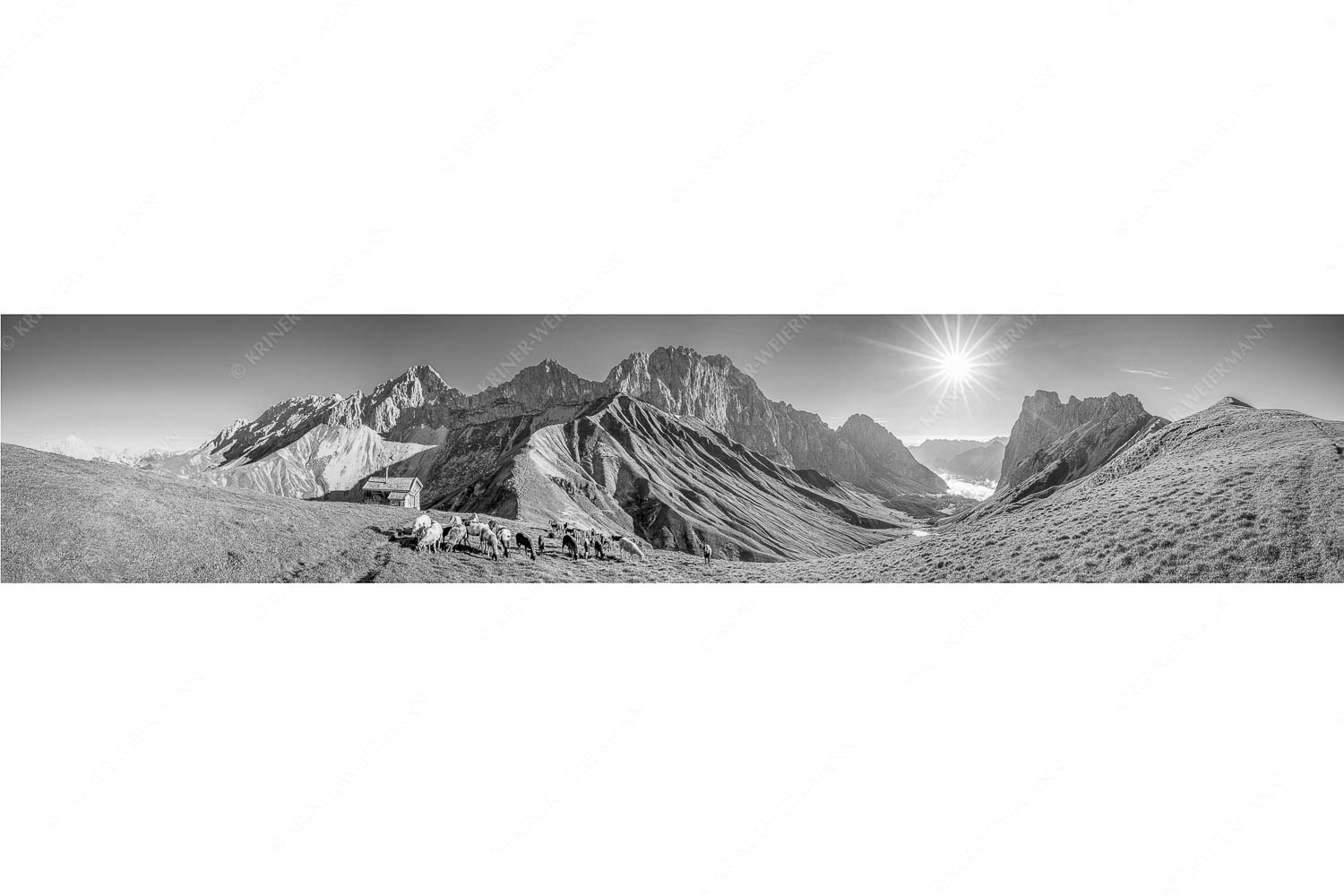 Bergschafe am Scharnitzjoch mit Oberreintalschrofen, Scharnitzspitze und Schüsselkar im Wettersteingebirge