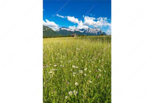 Blumenwiese mit Blick zum Karwendelgebirge - Margeriten und mehr - Seitenverhältnis 2:3 - Blumenwiese mit Karwendel - weitere Infos unter https://www.kriner-weiermann.de