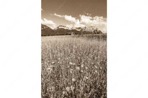 Blumenwiese mit Blick zum Karwendelgebirge - Margeriten und mehr - Seitenverhältnis 2:3 - Blumenwiese mit Karwendel - weitere Infos unter https://www.kriner-weiermann.de