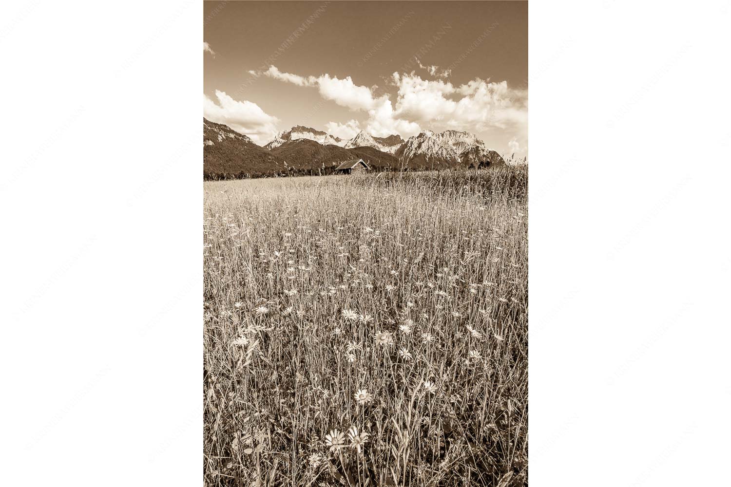Margeriten und mehr – Seitenverhältnis 2:3 — Blumenwiese mit Karwendel Blumenwiese mit Blick zum Karwendelgebirge
