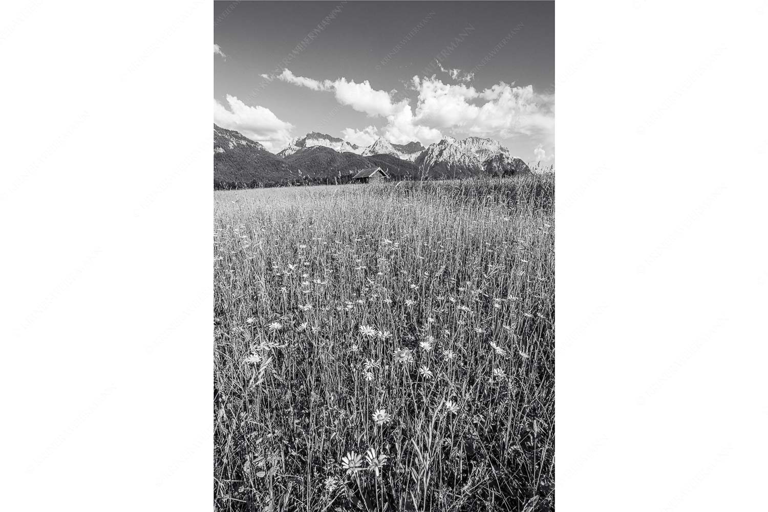 Margeriten und mehr – Seitenverhältnis 2:3 — Blumenwiese mit Karwendel Blumenwiese mit Blick zum Karwendelgebirge