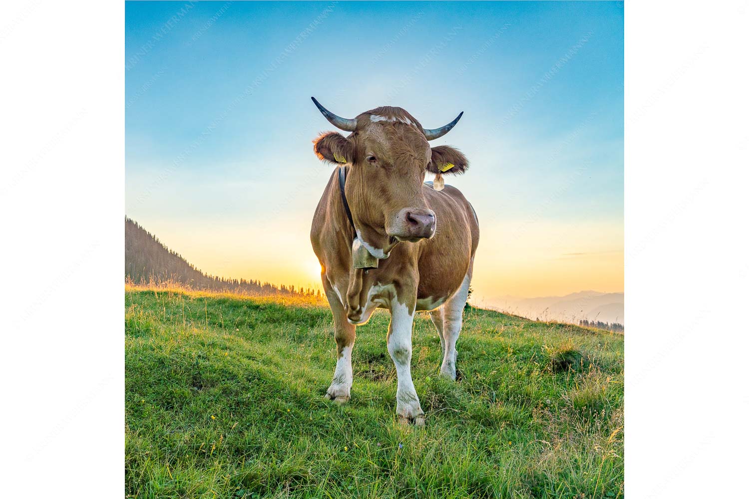 Morgens auf der Alm VII – Seitenverhältnis 1:1 — Junges Rind auf Krüneralm Jungvieh auf der Krüneralm im Estergebirge bei Sonnenaufgang