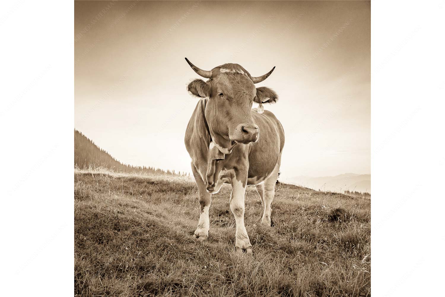 Morgens auf der Alm VII – Seitenverhältnis 1:1 — Junges Rind auf Krüneralm Jungvieh auf der Krüneralm im Estergebirge bei Sonnenaufgang