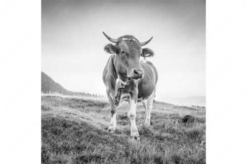 Jungvieh auf der Krüneralm im Estergebirge bei Sonnenaufgang - Morgens auf der Alm VII - Seitenverhältnis 1:1 - Junges Rind auf Krüneralm - weitere Infos unter https://www.kriner-weiermann.de
