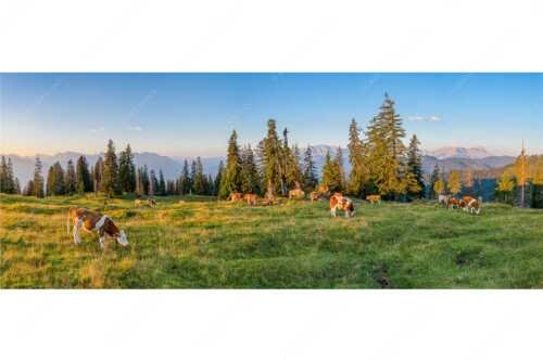 Jungtiere auf der Krüneralm im Estergebirge mit Blick zum Wettersteingebirge - Morgens auf der Krüneralm V - Seitenverhältnis 2,5:1 - Kälber auf Krüneralm - weitere Infos unter https://www.kriner-weiermann.de