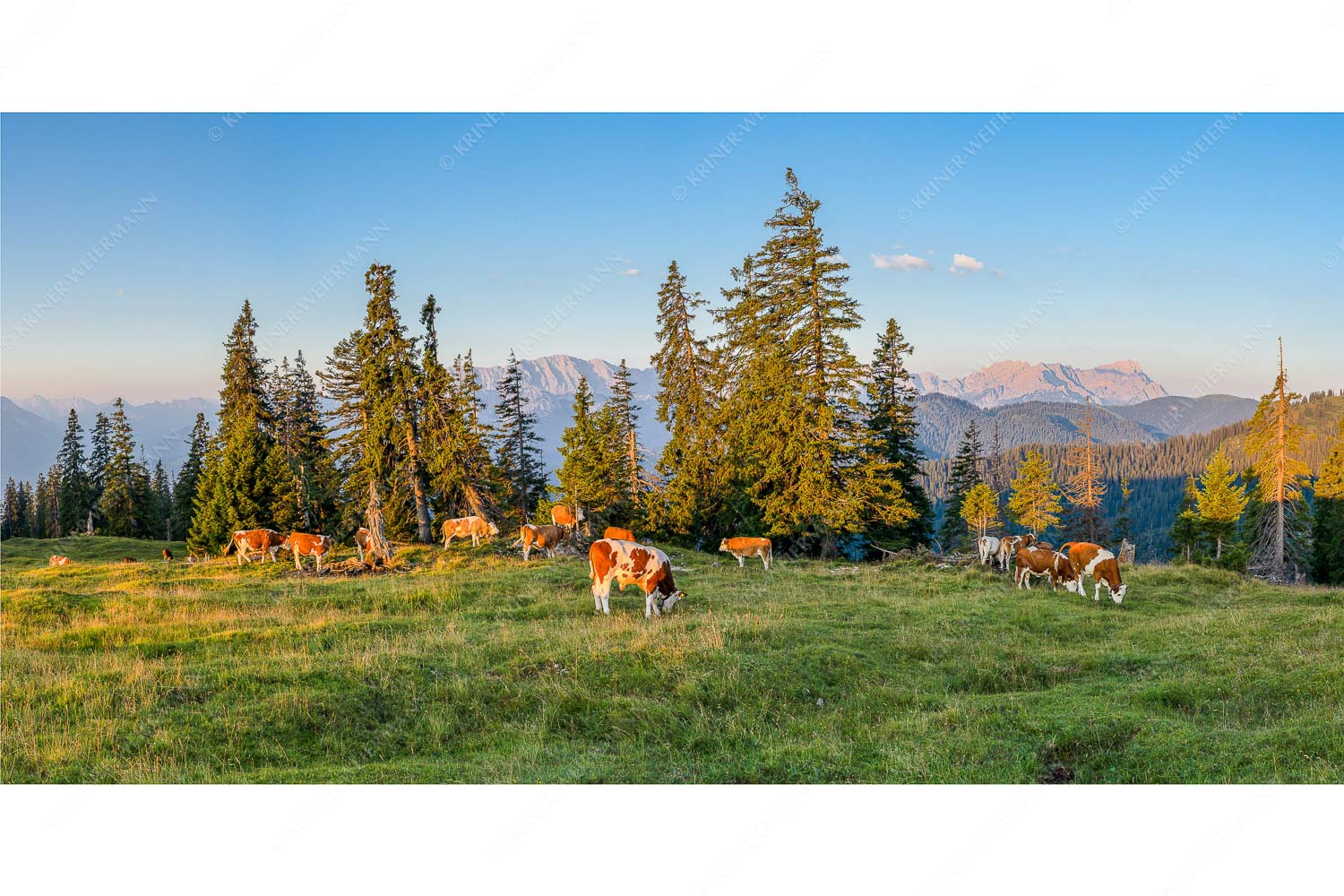 Jungtiere auf der Krüneralm im Estergebirge mit Blick zum Wettersteingebirge