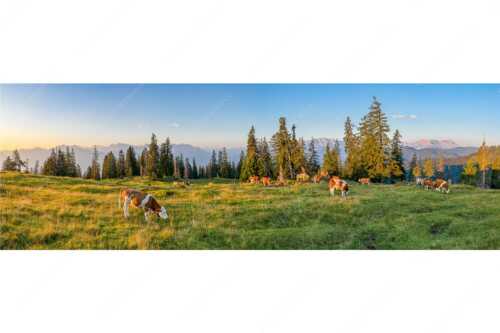Jungtiere auf der Krüneralm im Estergebirge mit Blick zum Wettersteingebirge - Morgens auf der Krüneralm V - Seitenverhältnis 3:1 - Kälber auf Krüneralm - weitere Infos unter https://www.kriner-weiermann.de