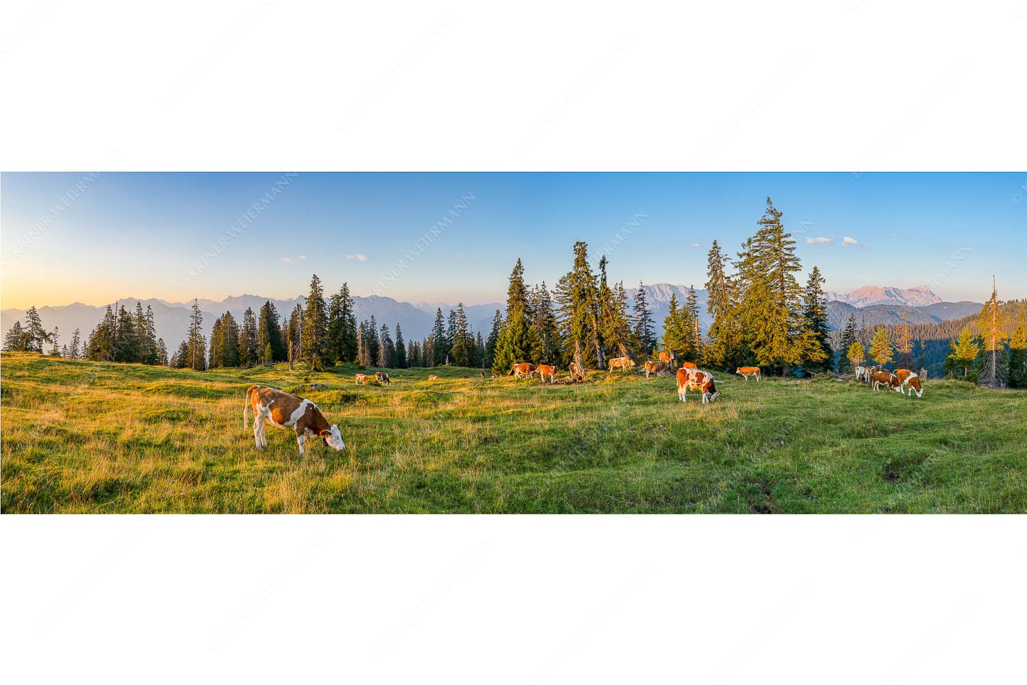Jungtiere auf der Krüneralm im Estergebirge mit Blick zum Wettersteingebirge