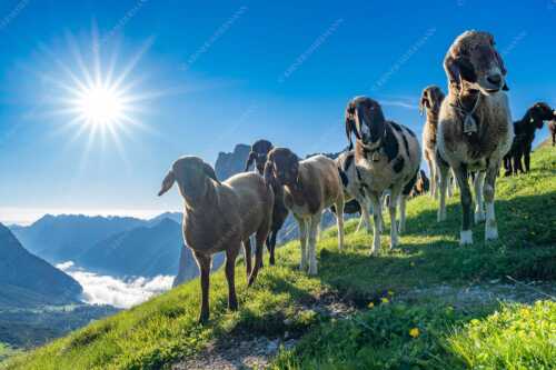 Bergschafe am Scharnitzjoch mit Gehrenspitze und Puittal im Wettersteingebirge - Neugierige Schaferl - Seitenverhältnis 3:2 - Schafe im Wetterstein - weitere Infos unter https://www.kriner-weiermann.de