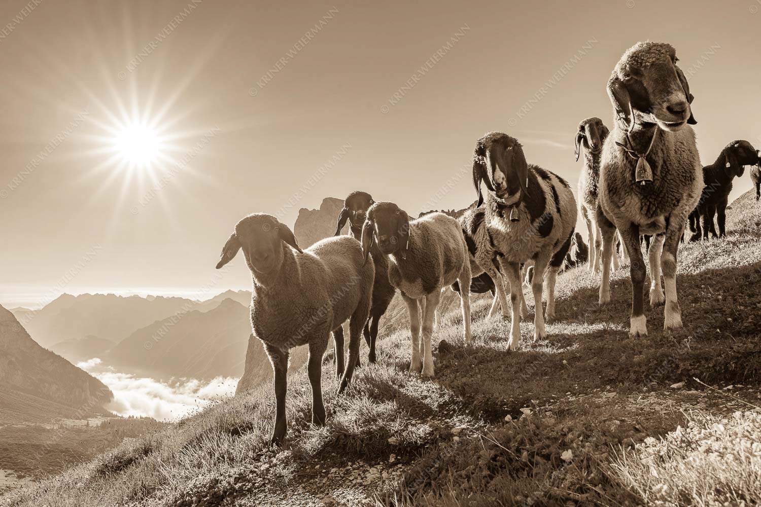 Neugierige Schaferl – Seitenverhältnis 3:2 — Schafe im Wetterstein Bergschafe am Scharnitzjoch mit Gehrenspitze und Puittal im Wettersteingebirge