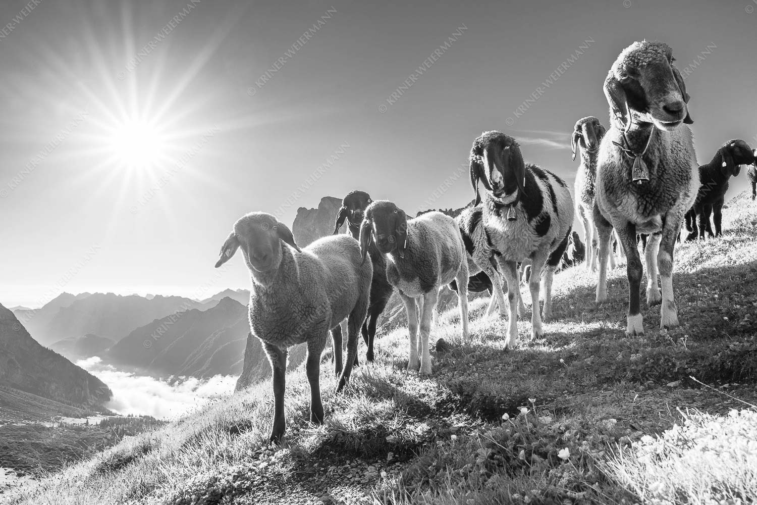Bergschafe am Scharnitzjoch mit Gehrenspitze und Puittal im Wettersteingebirge