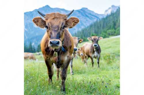 Jungvieh auf der Fischbachalm - Neugierige Werdenfelser - Seitenverhältnis 1:1 - Murnau-Werdenfelser Rind - weitere Infos unter https://www.kriner-weiermann.de