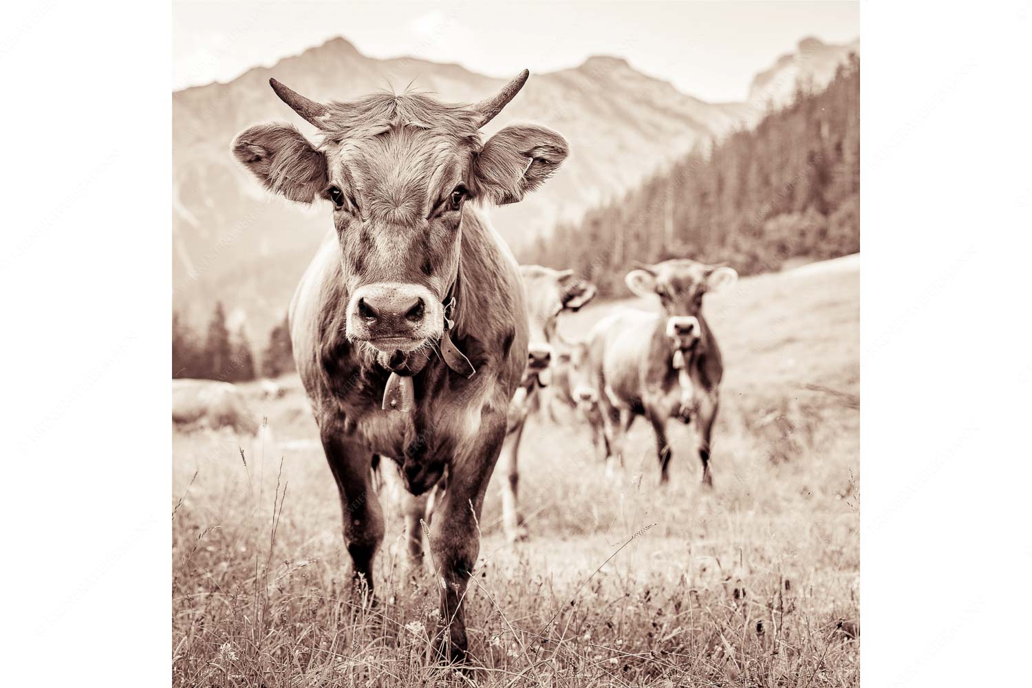 Jungvieh auf der Fischbachalm